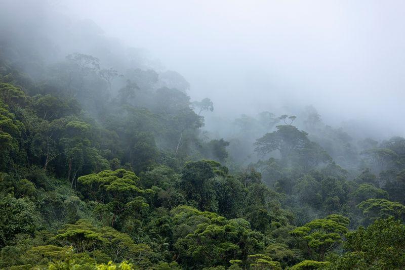 La foresta pluviale amazzonica rischia il collasso