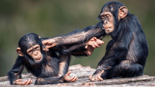 Il prendere in giro giocoso: un comportamento condiviso tra primati e umani