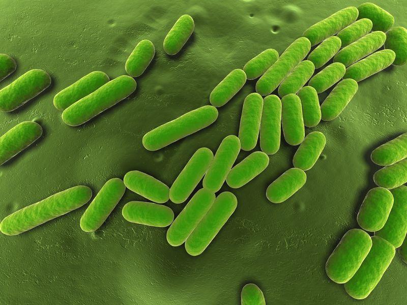 Un batterio a forma di bastoncello Bacillus su uno sfondo verde