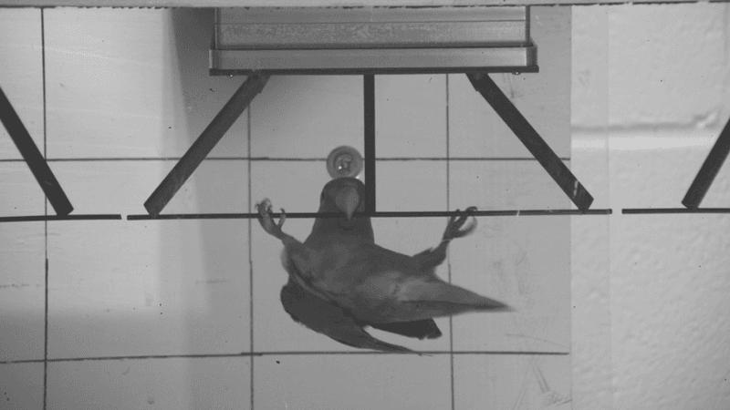 Foto in bianco e nero di un pappagallo che si muove su una sottile rotaia con il becco e i piedi. Ha un'espressione birichina.
