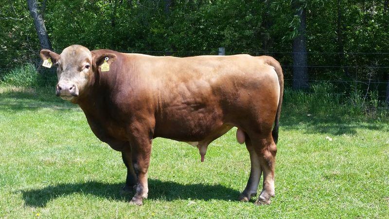 Questo è un beefalo, un mix tra una mucca e un bufalo