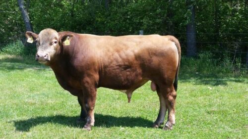 Beefalo: l’ibrido bovino-bisonte che ha avuto un impatto sull’ambiente