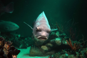 Un pesce tamburo nero sott'acqua.