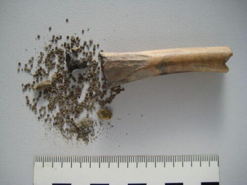 Scoperta tibia romana contenente semi di henbane nero