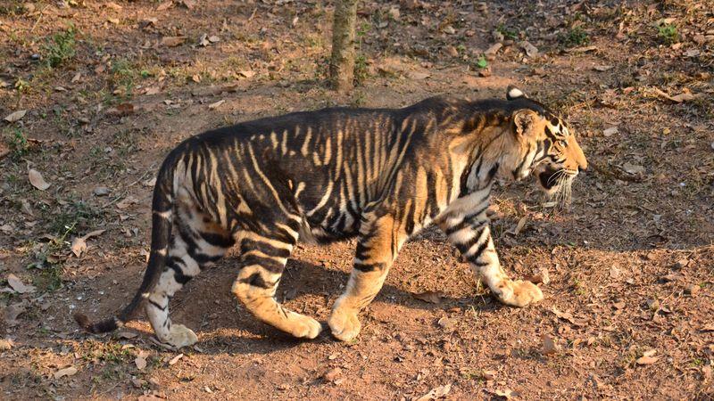 Grande tigre con strisce nere ingrandite su tutto il corpo. Camminando su un'area di terra.