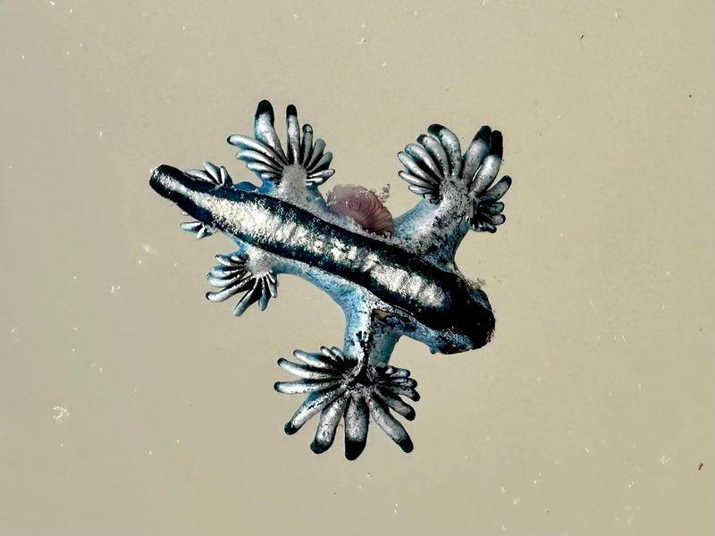 Incredibile piccola creatura marina nera e azzurra con mani frastagliate e una coda corta. Su uno sfondo sabbioso.