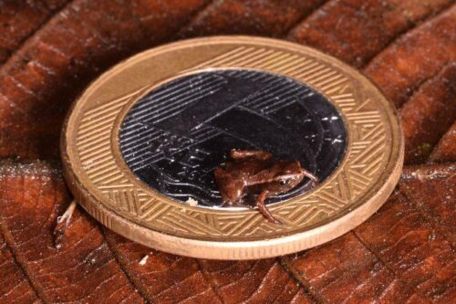 La raganella pulce: la rana più piccola del mondo