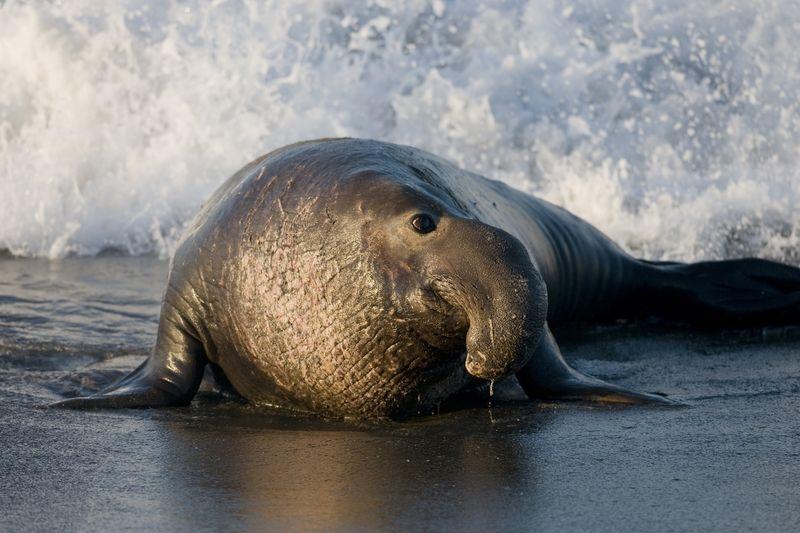Bull elephant seal sulla spiaggia in California