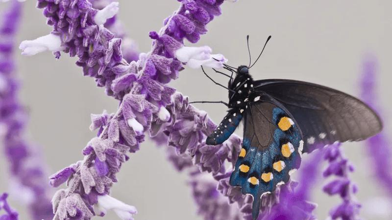 Le farfalle conservano i ricordi della loro fase larvale