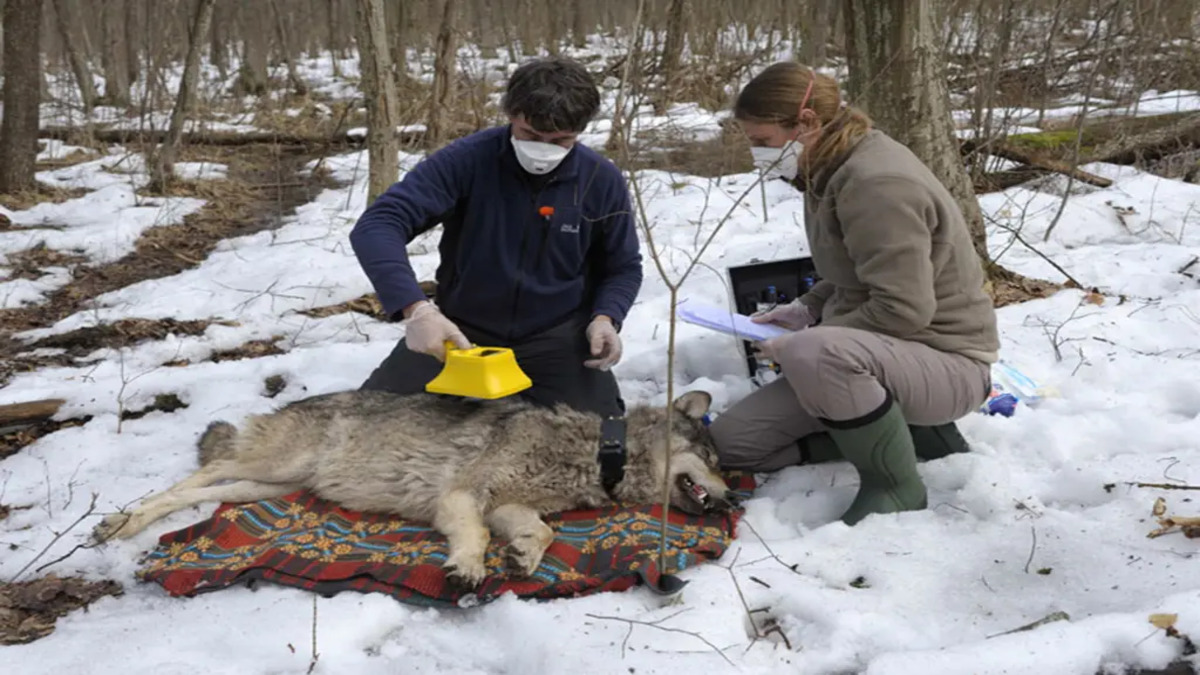 christoph-barbara-promberger-carnivore-experts-76203405-1-1.jpg