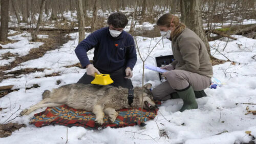 I lupi di Chernobyl sono resistenti al cancro. Lo studio