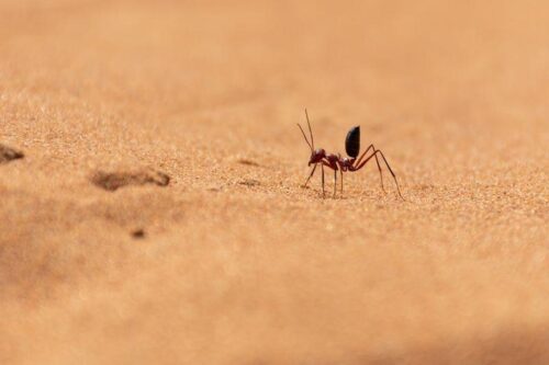 Le formiche del deserto si orientano al campo magnetico terrestre