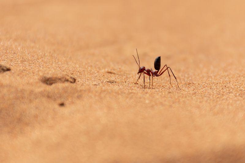 Formica del deserto del Sahara (Cataglyphis bicolor) che corre lungo le dune di sabbia a Ras al Khaimah, Emirati Arabi Uniti.