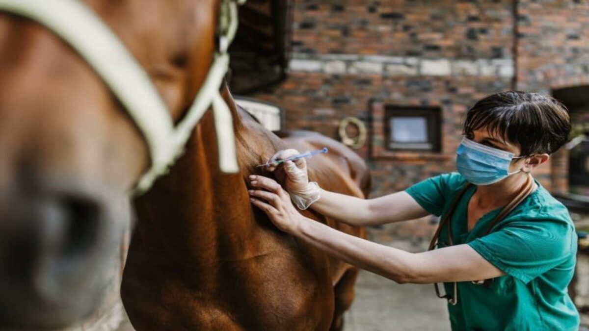L’Uruguay segnala il primo caso di encefalite equina nell’uomo