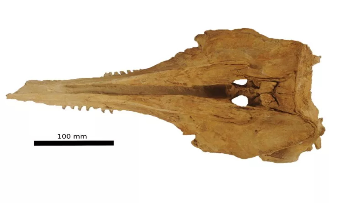 Scoperta una nuova specie di delfino preistorico