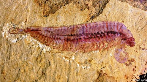 Scoperto fossile di un bizzarro animale con 5 occhi risalente a milioni di anni fa