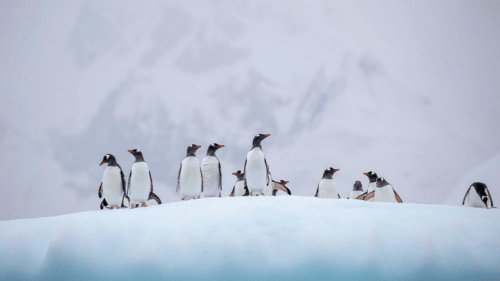 Influenza aviaria minaccia i pinguini dell’Antartide