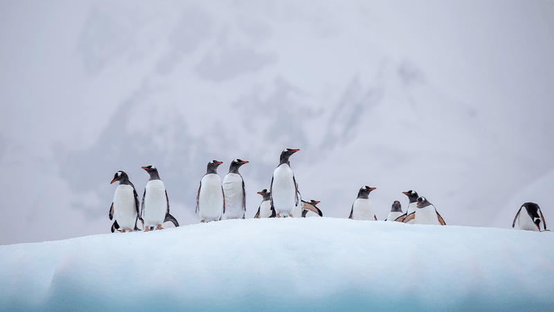 Pinguini gentoo in piedi su una riva innevata con montagne alle spalle.