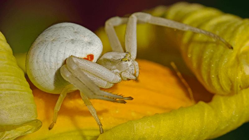 Piccolo ragno bianco su un fiore giallo brillante con le prime due paia di zampe sollevate. Piccola macchia rossa sul suo corpo.