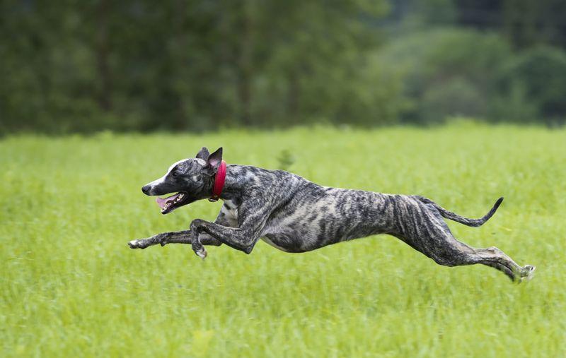 greyhound-m-1.jpg