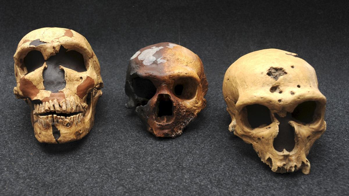 Neanderthal e Homo sapiens hanno vissuto insieme nel nord Europa 45.000 anni fa
