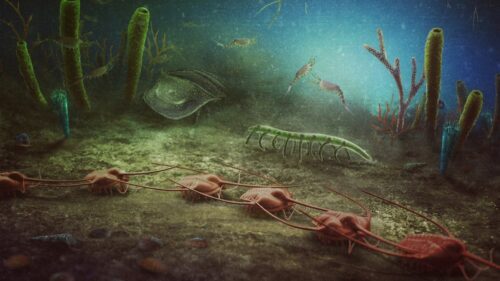 Francia: scoperti fossili di creature risalenti a 470 milioni di anni fa