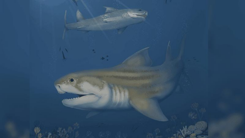Scoperte due nuove specie di squali antichi nel sistema di grotte più lungo del mondo