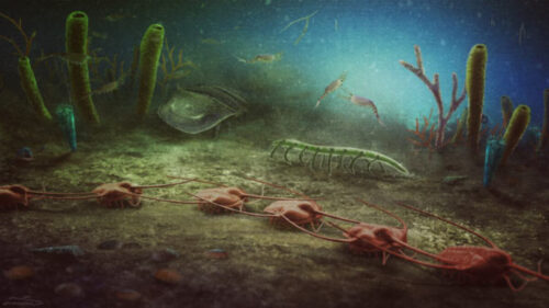 Sito fossile in Francia fornisce informazioni sugli ecosistemi dell’Ordoviciano