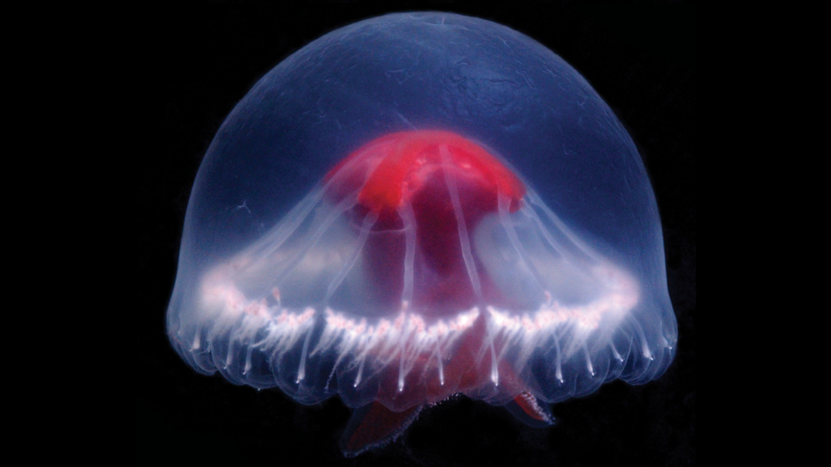 Scoperta nuova medusa con un arsenale di veleni unici