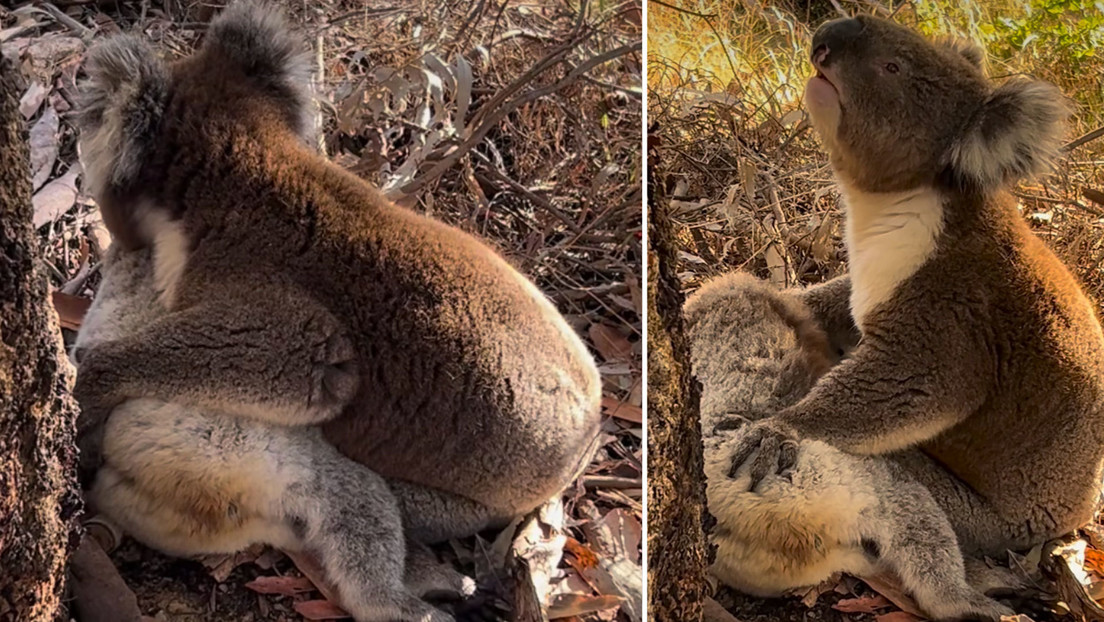 koala-1.jpg