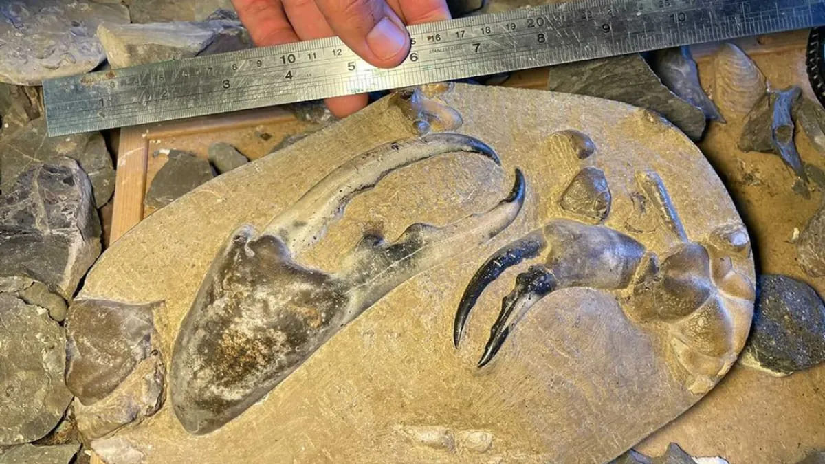 Trovata la chela di granchio fossile più grande di sempre