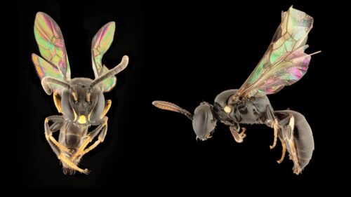 Otto bellissime nuove specie di api iridescenti trovate in Polinesia