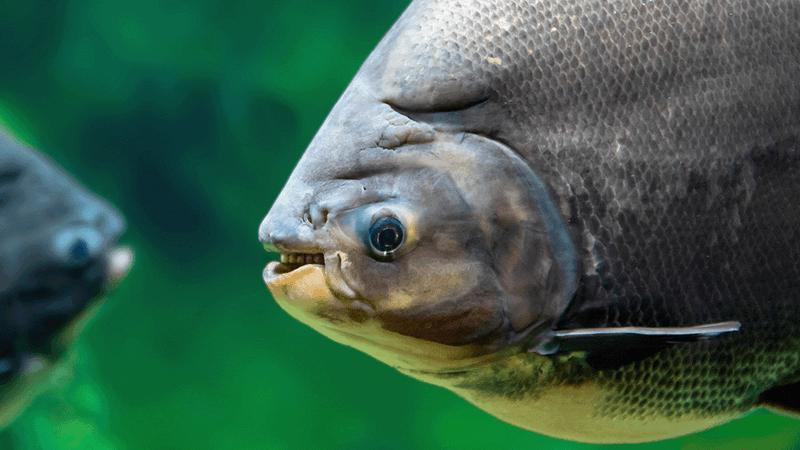 Grande pesce grigio con denti che sembrano quasi sorridere alla telecamera. Dentatura stranamente simile a quella umana all'interno della bocca del pesce.
