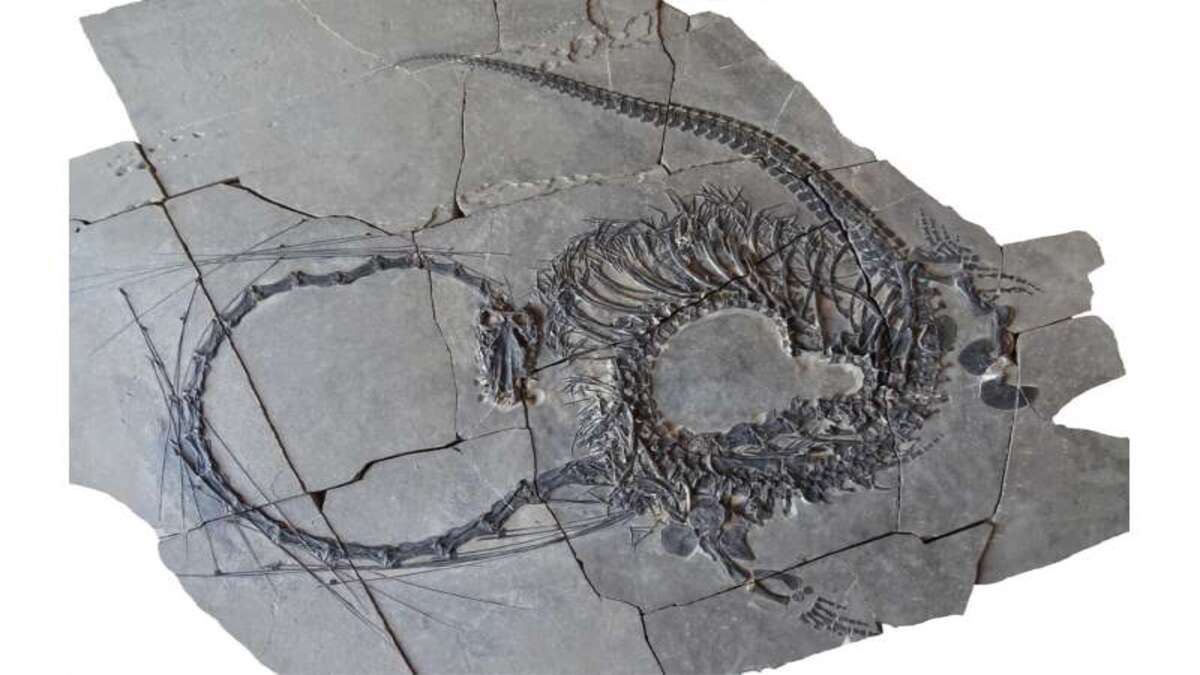 paleontologists-discov-1-1.jpg