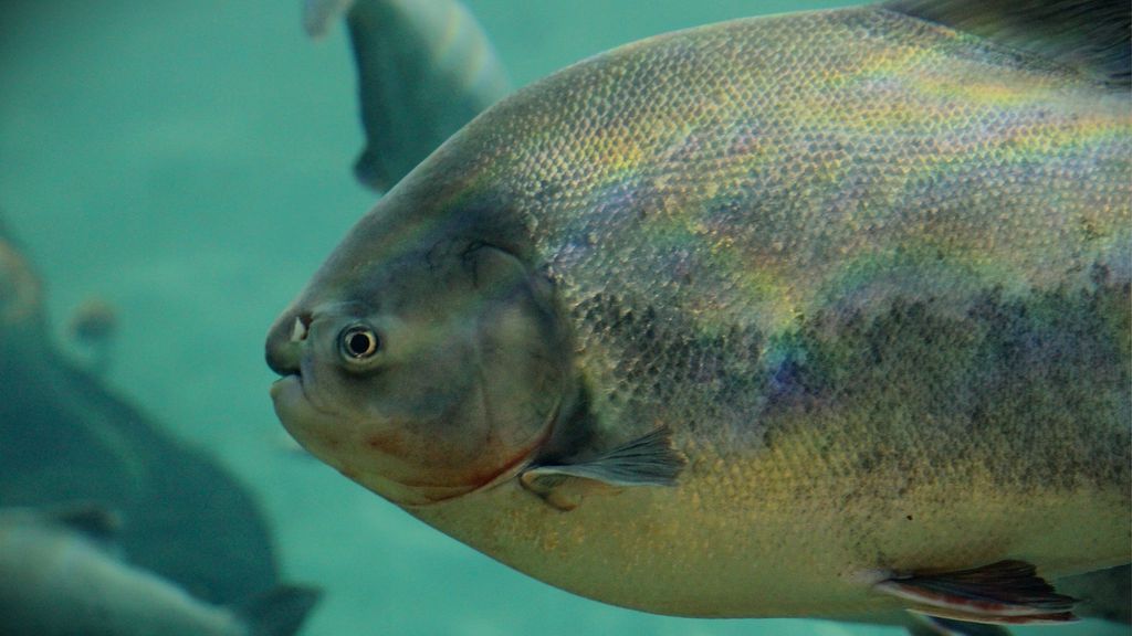 Il mistero del pesce dell’Amazzonia trovato in un lago irlandese