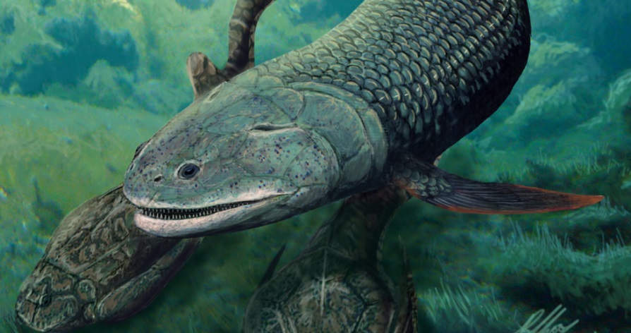 Paleontologia: scoperto un pesce tetrapodomorfo risalente a 380 milioni di anni fa