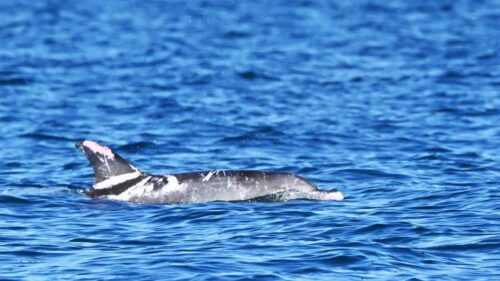 Un raro delfino tursiope piebald avvistato nelle acque australiane