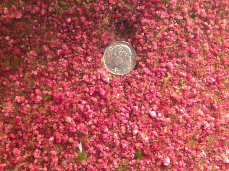 strato di ammassi rosa di batteri chiamati bacche rosa, con una moneta da dieci centesimi per mostrare la scala.