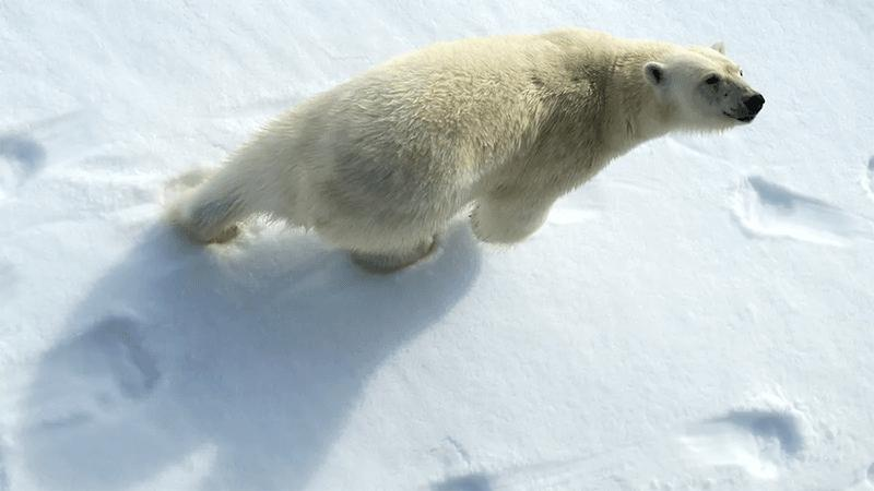 Un orso polare sulla neve.