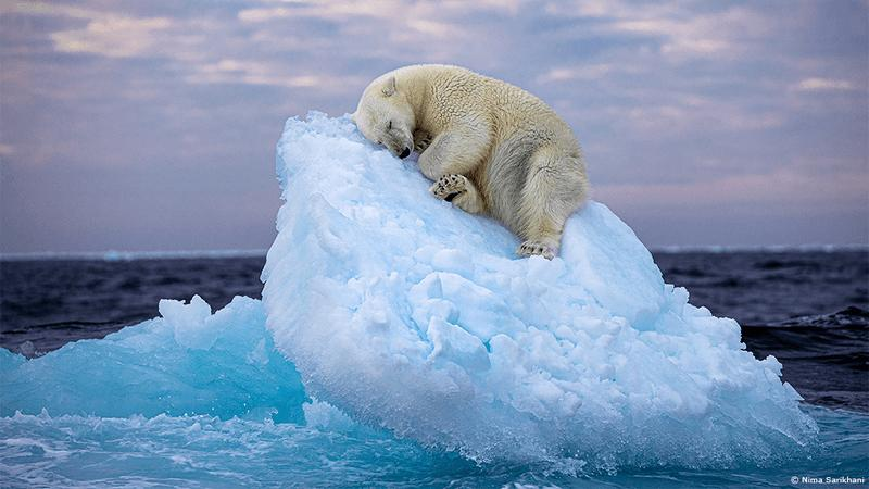 Un orso polare crea un insolito letto di ghiaccio: vincitore del Premio Fotografo della Fauna Selvatica dell’Anno
