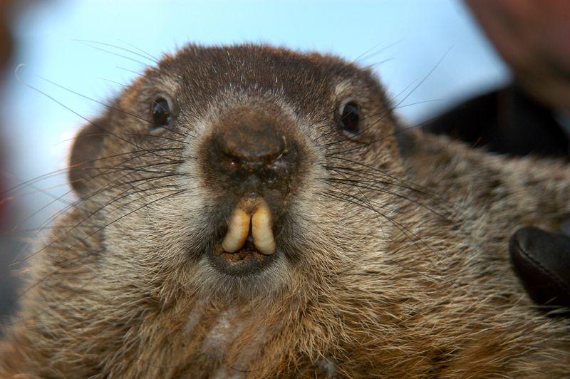 Primo piano della marmotta Punxsutawney Phil.