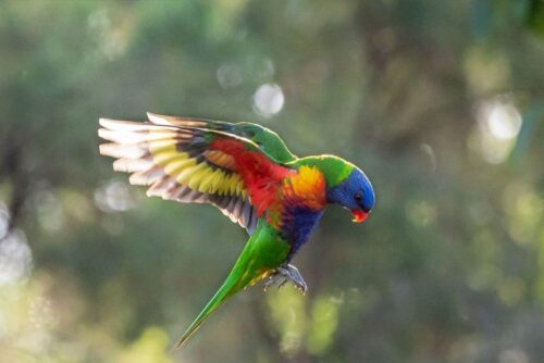 Misteriosa caduta di 200 pappagalli dal cielo in Australia