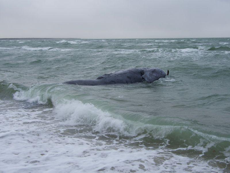 Balena franca del Nord morta intrappolata in una corda
