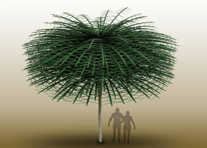 Grafica di come potrebbe apparire l'albero fossile. Foglie verdi molto lunghe e dense di spine su un tronco sottile. Silhouette di due figure alla base dell'albero.