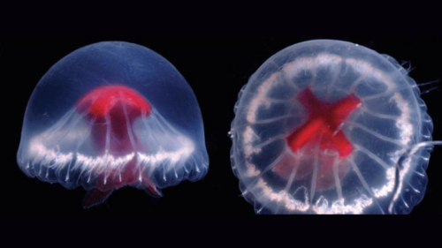 La Medusa di San Giorgio: una nuova specie stravagante scoperta al largo delle coste del Giappone