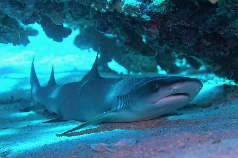 Creature marine: squali, balene e mammiferi marini