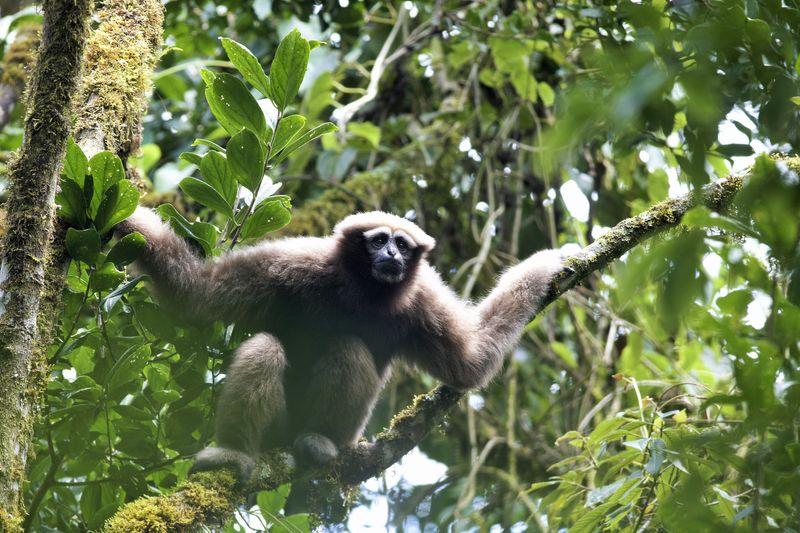 Gibbon Skywalker hoolock su un albero