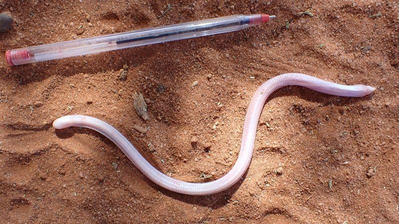 Il verme lucertola dal muso appuntito somalo: una creatura elusiva riappare dopo 90 anni