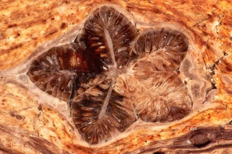 star-shaped-plant-fossil-australia-2.png