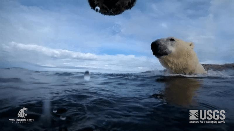 Gli orsi polari affrontano la fame mentre il ghiaccio marino diminuisce